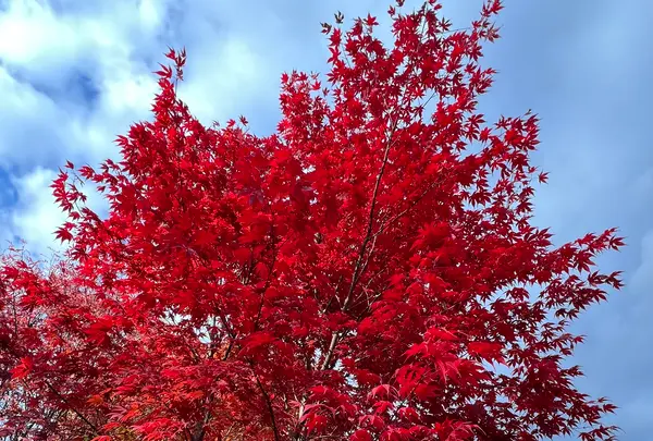 平岡樹芸センター みどりーむの写真・動画_image_788393