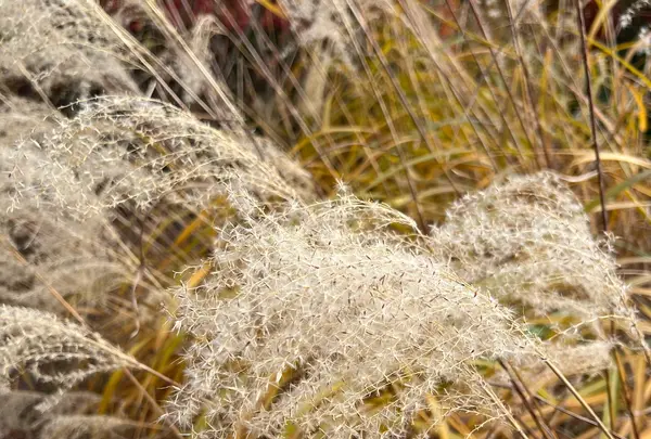 平岡樹芸センター みどりーむの写真・動画_image_788399