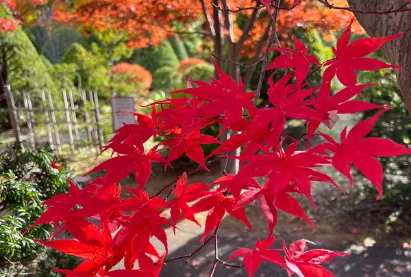 平岡樹芸センター みどりーむの写真・動画_image_788403