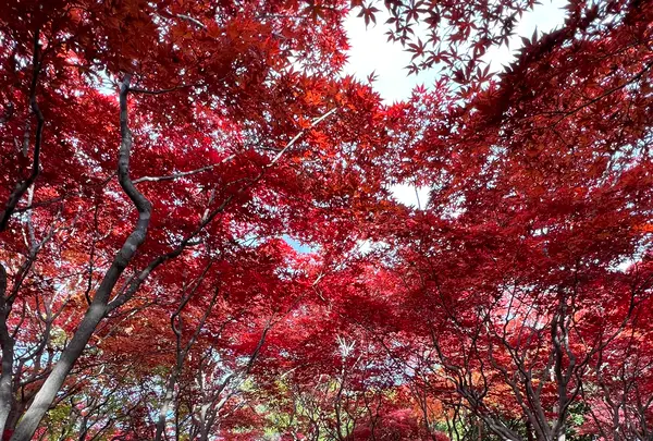 平岡樹芸センター みどりーむの写真・動画_image_788405