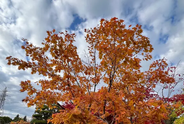 平岡樹芸センター みどりーむの写真・動画_image_788406