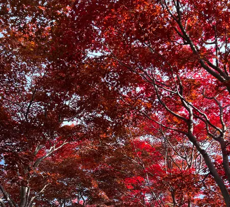 平岡樹芸センター みどりーむの写真・動画_image_788407