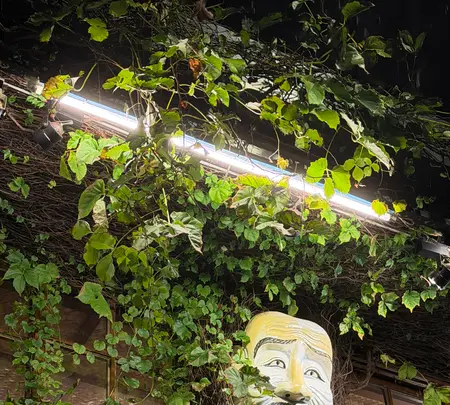 阿妹茶楼の写真・動画_image_788949