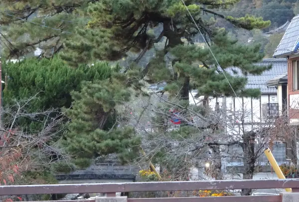 紺屋川美観地区の写真・動画_image_791356