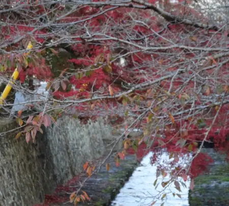 紺屋川美観地区の写真・動画_image_791357