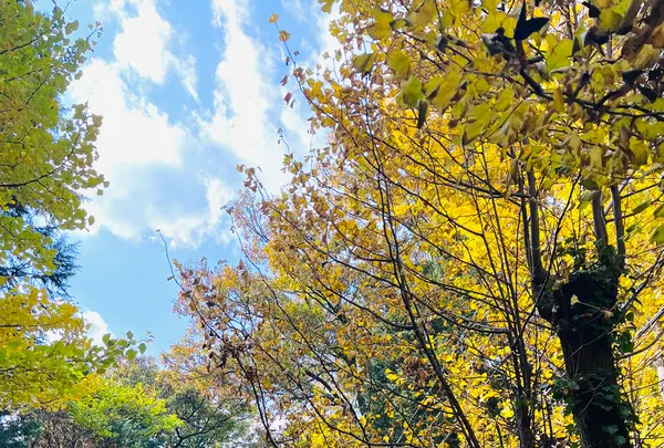 秋芳洞案内所（エレベーター出入口）の写真・動画_image_791688