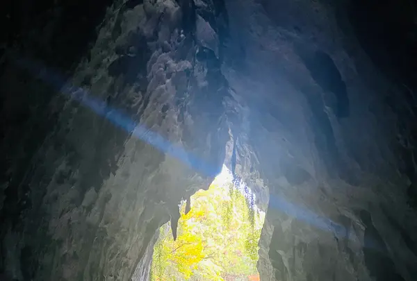 秋芳洞黒谷口の写真・動画_image_791690