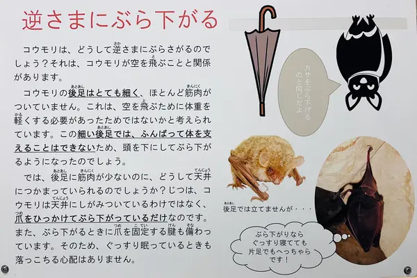 秋吉台科学博物館の写真・動画_image_791719