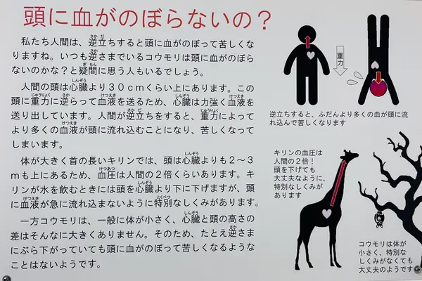 秋吉台科学博物館の写真・動画_image_791720