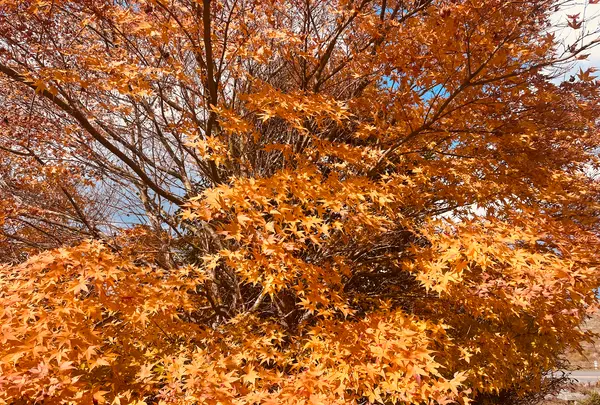 秋吉台科学博物館の写真・動画_image_791722