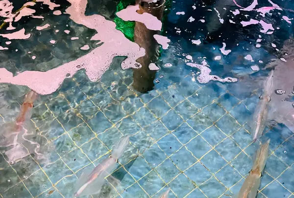 割烹 若新の写真・動画_image_791729