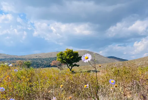秋吉台若竹山の写真・動画_image_792285