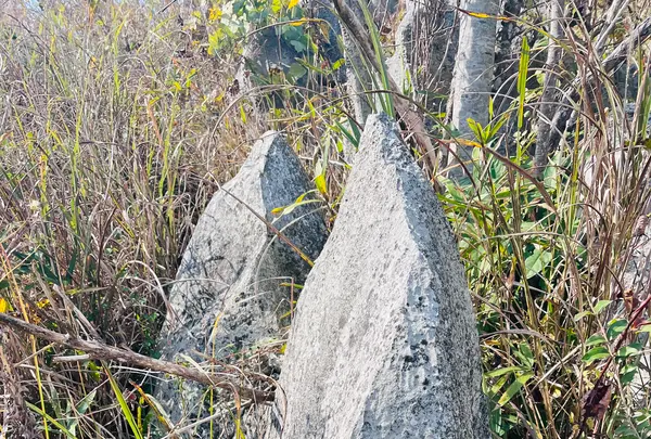 秋吉台若竹山の写真・動画_image_792286