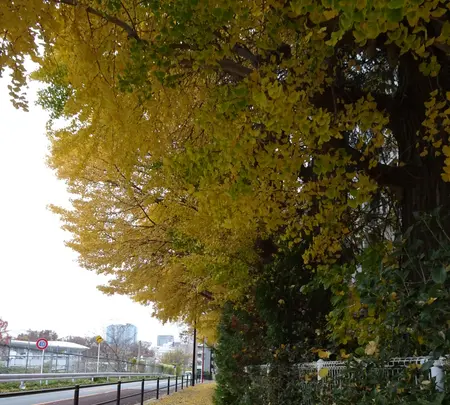 佐藤美術館の写真・動画_image_793453