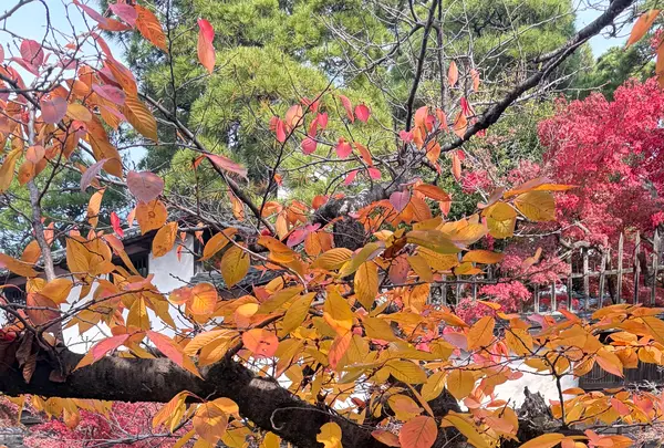 倉敷美観地区の写真・動画_image_796657