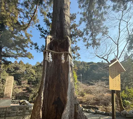 木魂杉の写真・動画_image_802450
