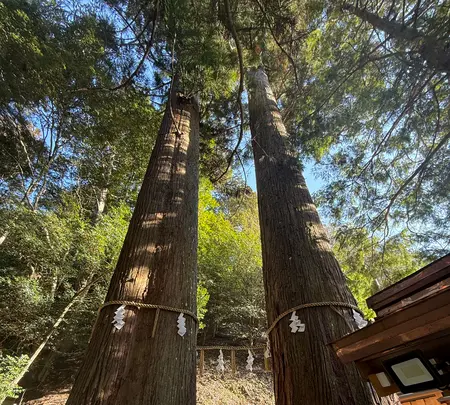 丹生川上神社 中社 相生の大杉の写真・動画_image_802452