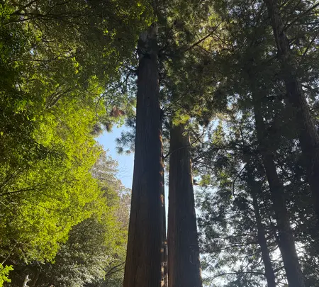 丹生川上神社 中社 相生の大杉の写真・動画_image_802454