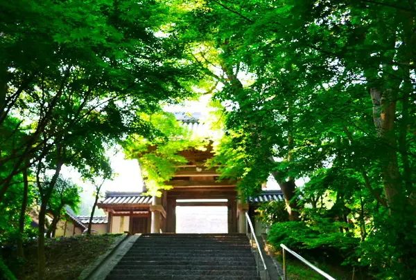 安国寺の写真・動画_image_80304