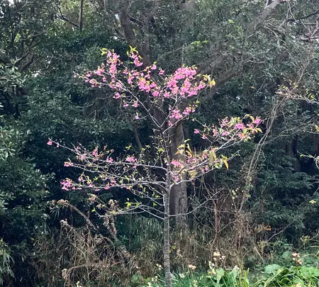 爪木崎の写真・動画_image_803084