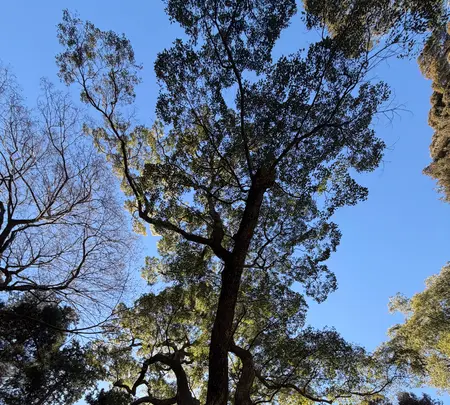 久能山東照宮の写真・動画_image_803198