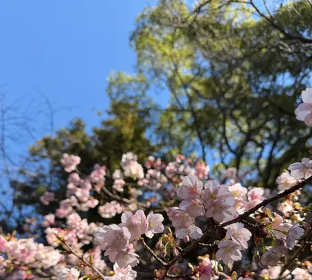 久能山東照宮の写真・動画_image_803202