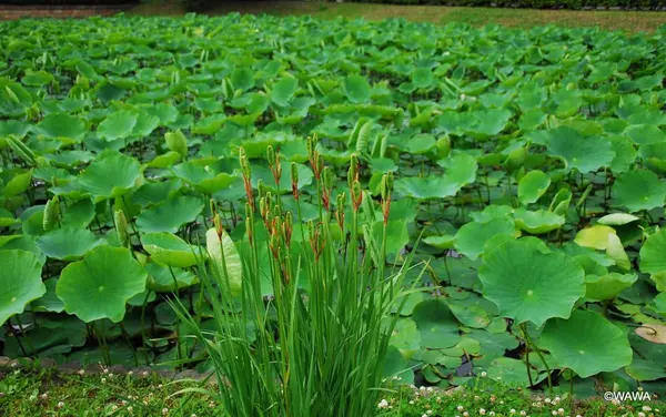 浦和くらしの博物館民家園の写真・動画_image_80347