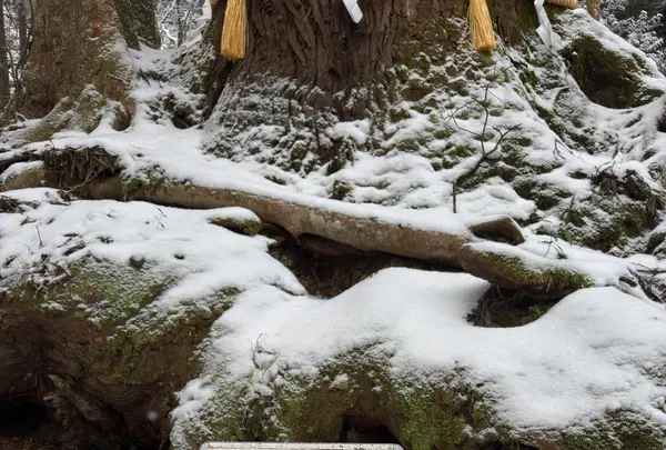 相生の杉（御神木）の写真・動画_image_803517