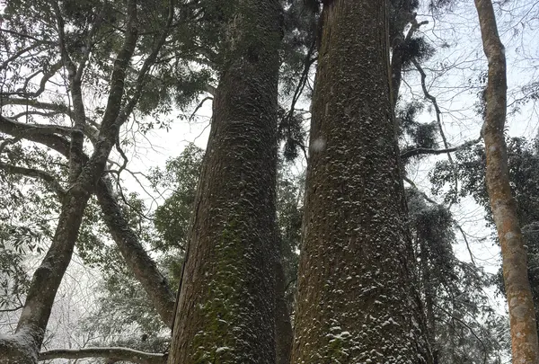 相生の杉（御神木）の写真・動画_image_803518