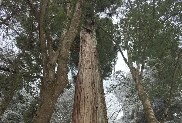 相生の杉（御神木）の写真・動画_image_803519