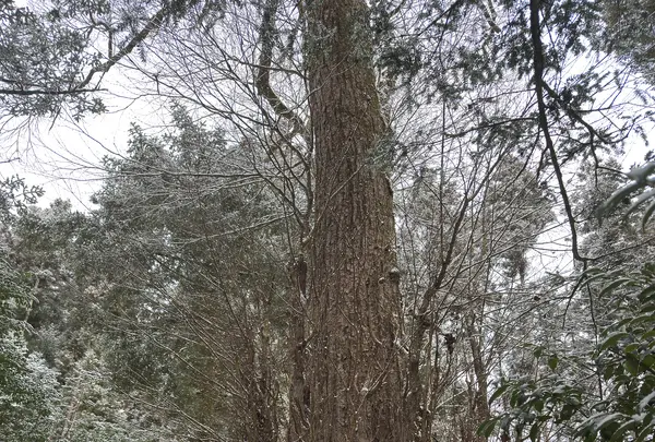 貴船神社 中宮 結社の写真・動画_image_803524