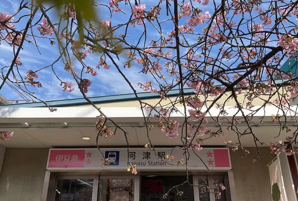 河津駅の写真・動画_image_804873