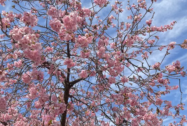 河津桜の写真・動画_image_804874