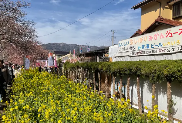 河津桜の写真・動画_image_804899
