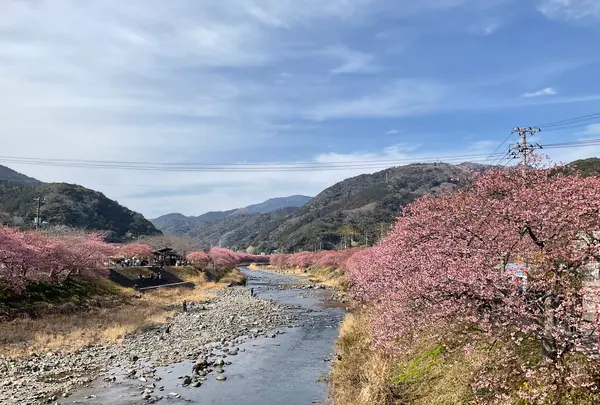 河津桜の写真・動画_image_804900