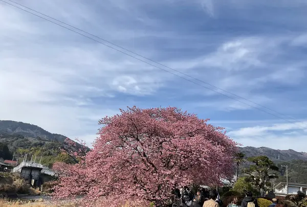 河津桜の写真・動画_image_804901