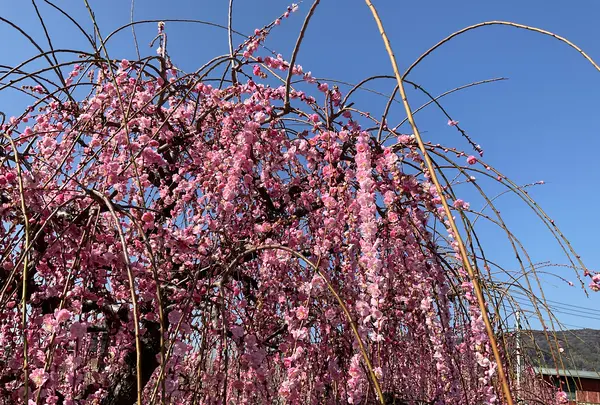 曽我別所梅林の写真・動画_image_804976