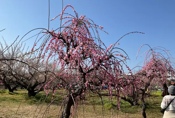 曽我別所梅林の写真・動画_image_804977