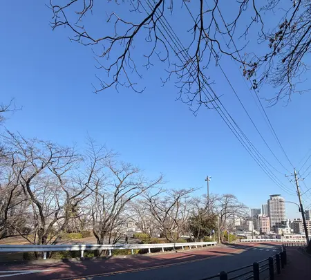 いろは坂桜公園の写真・動画_image_805989