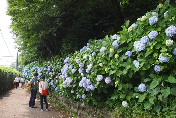 飛鳥山公園の写真・動画_image_80728