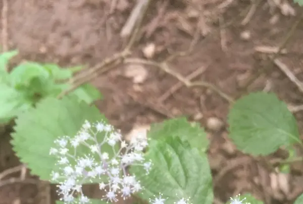 正丸駅の写真・動画_image_80765