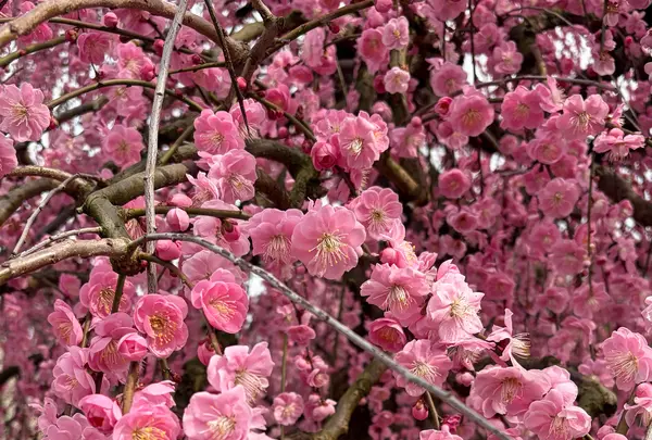 鈴鹿の森庭園の写真・動画_image_808005