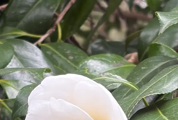 椿大神社の写真・動画_image_808010
