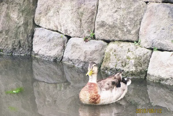小石川後楽園の写真・動画_image_80834