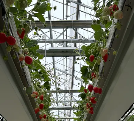 グランベリー大地の写真・動画_image_809626