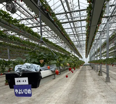 グランベリー大地の写真・動画_image_809771