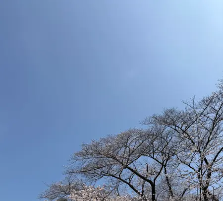 代々木公園の写真・動画_image_810218