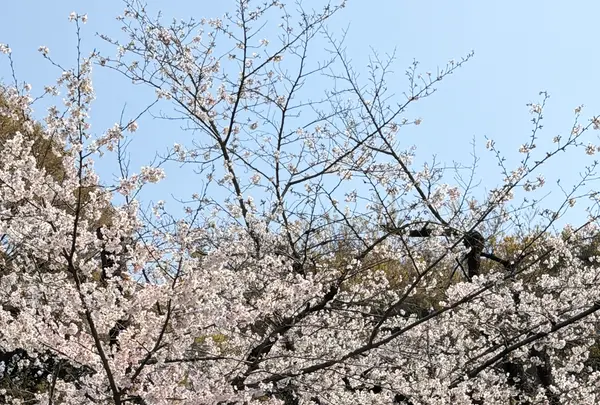 代々木公園の写真・動画_image_810219