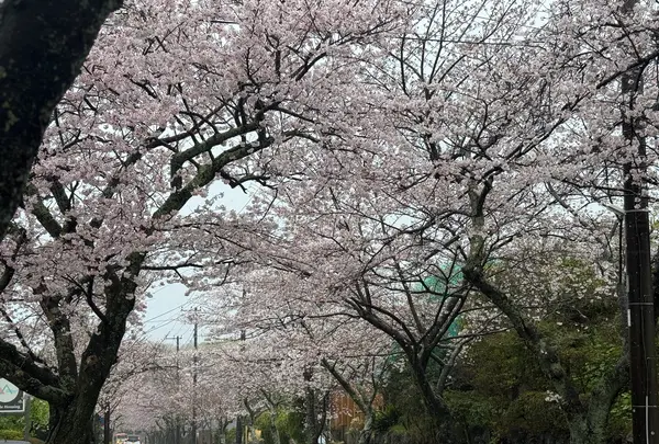 伊豆高原桜並木の写真・動画_image_810991