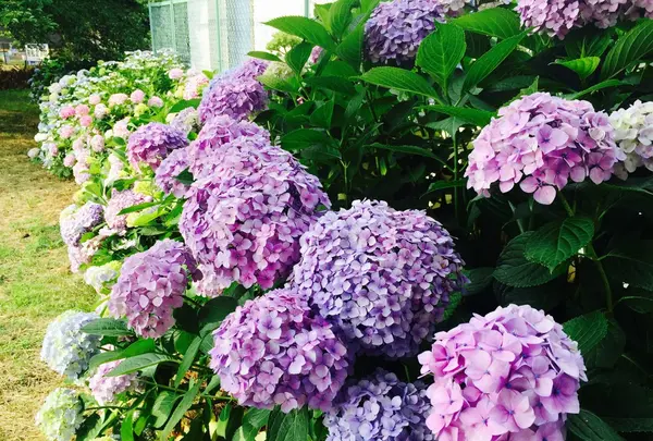 朝霞市役所 産業文化センターの写真・動画_image_81141